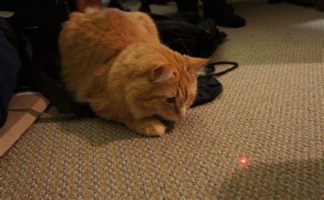 Are Laser Pointers Good Toys For Cats Lotto The Cat