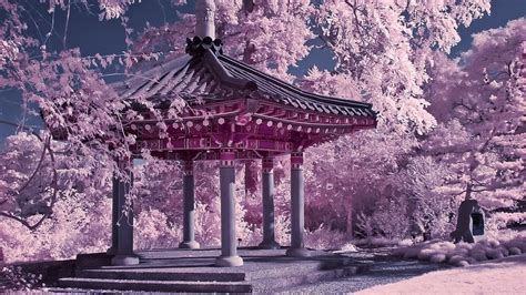 Cherry Blossom Chinese Garden 441068 Hd Wallpaper And Backgrounds Download