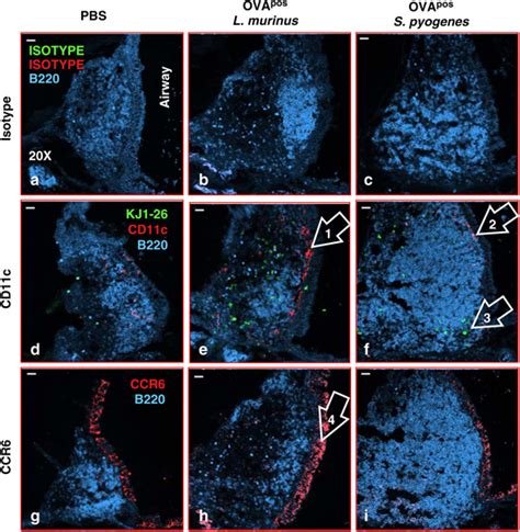 Cd11c Cells Localize Under The Epithelium Of Nasal Associated Lymphoid