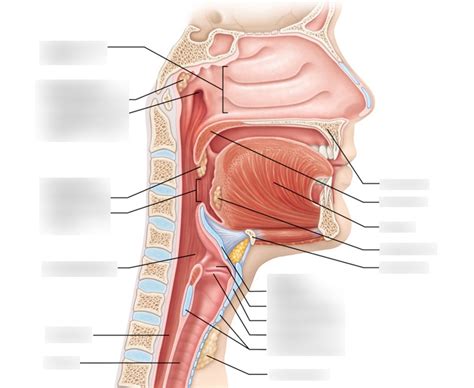 Pharynx Larynx Muscles Of The Pharynx Diagram Quizlet The Best Porn