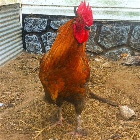 Adding A Rooster To Your Flock Care And Quirks Rooster Farm Life