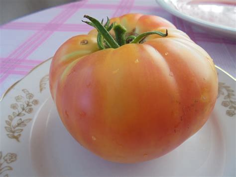 Big Rainbow Tomato Seeds Heirloom Bi Color Beefsteak Etsy