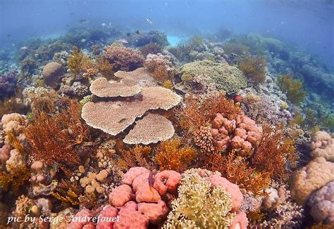 Wakatobi Divers Updated 2023 Prices Hoga Island Indonesia