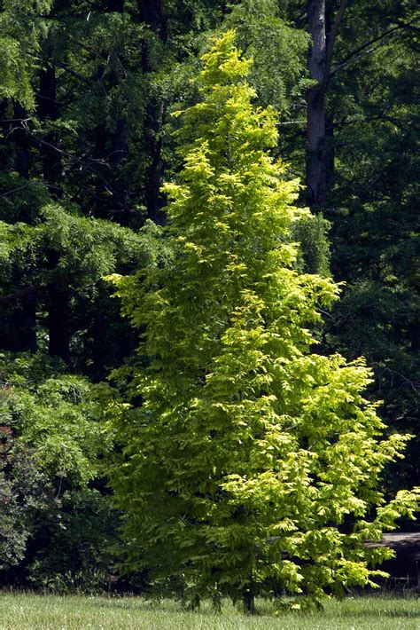 Metasequoia Glyptostroboides ‘ogon A Golden Variety Of Dawn Redwood