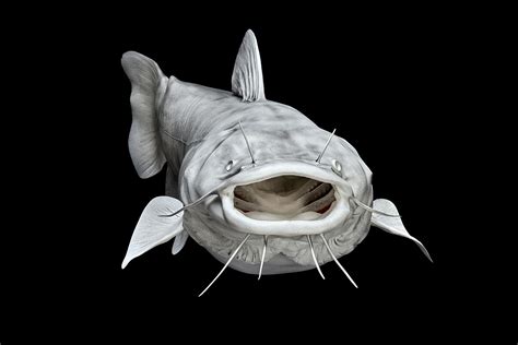 And it will teach you to draw the fish very easily. Realistic Catfish Drawing