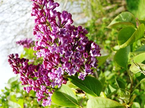 Check spelling or type a new query. Kelli's Northern Ireland Garden: Flowers, Fruits and Tree ...