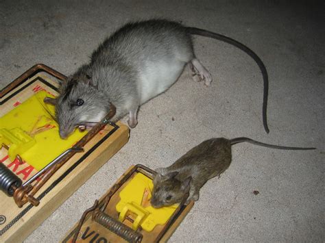 Florida Roof Rat