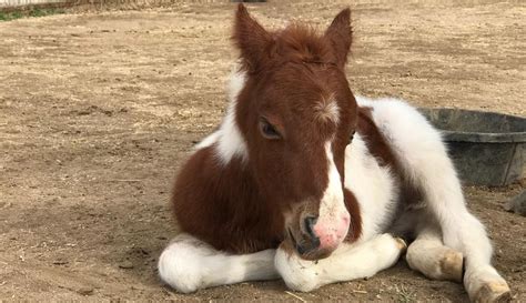 So Cal Mini Horse Rescue And Sanctuary Is One Of The Largest Miniature