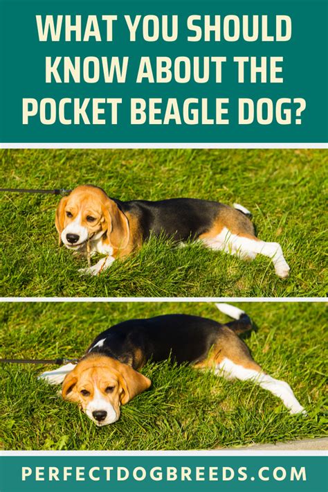These puppies are current on all shots and are ready for a new home and very playful. Pocket Beagle Dog | Pocket beagle, Beagle dog, Beagle