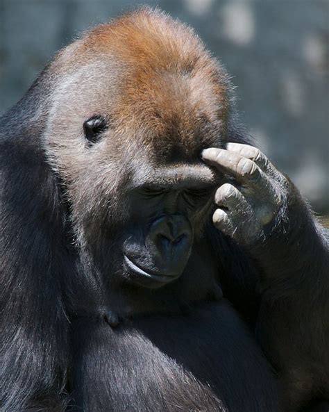 Gorilla Thinking Flickr Photo Sharing