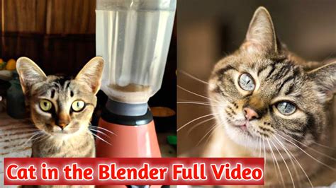 Latest Trending News Of The World Cat In The Blender Full Video Viral