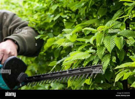 Hornbeam Hedge Hi Res Stock Photography And Images Alamy