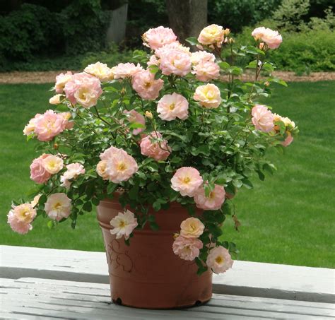 The elegant sweet drift® rose features an authentic ground cover habit and offers a fresh look to any landscape or garden. Sweet Drift Rose | Drift roses, Growing roses, Plants