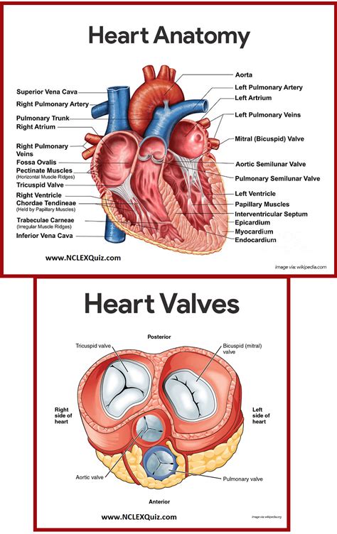 Blood Vessels Labeled Solved Chapter Twenty Two Vessels And