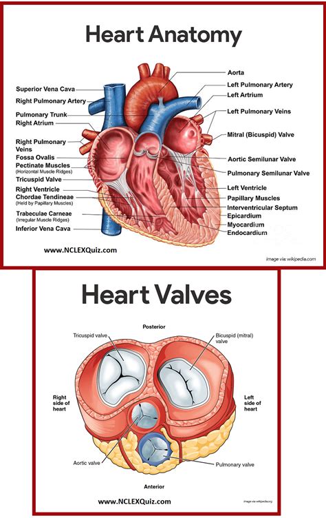 This set is often in folders with. Heart Anatomy Quiz Medical Students - Anatomy Drawing Diagram
