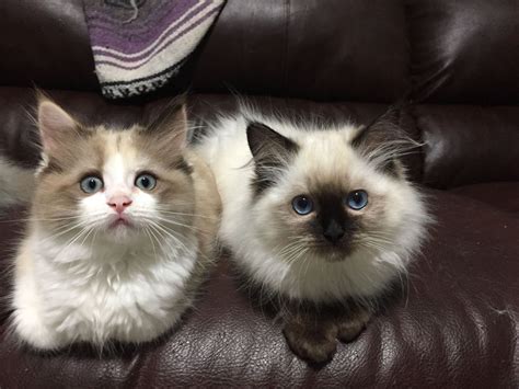 Seal Mink Tortie Bicolor And Seal Colorpoint Female Ragdolls Showing