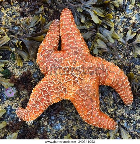 Ochre Sea Star Pisaster Ochraceus Low Stock Photo Edit Now 340341053