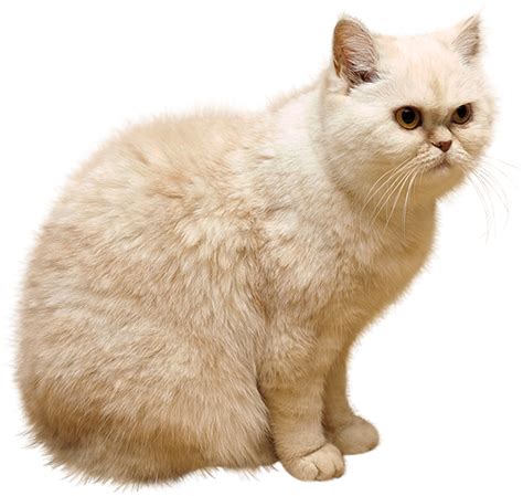 Cat Png Transparent Images Png All