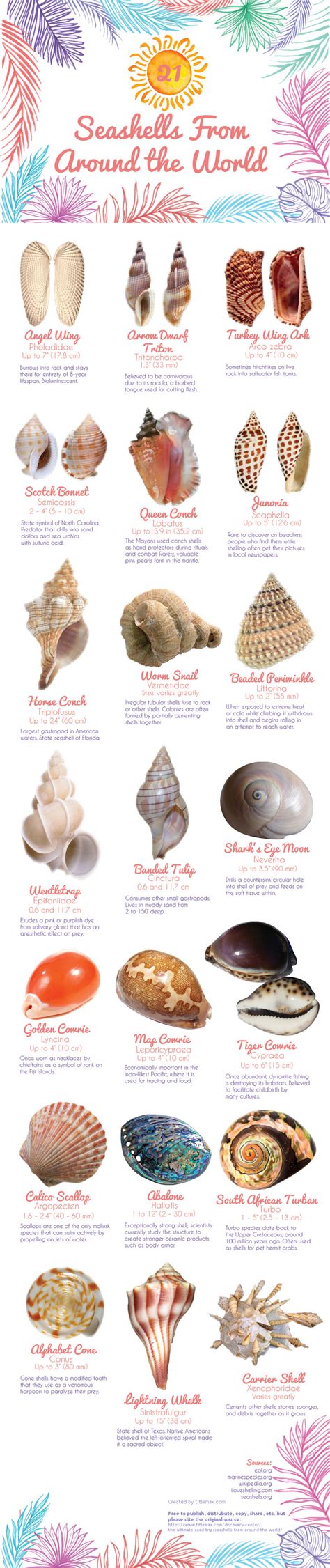 21 Seashells From Around The World Infographic Sea Shells Seashell