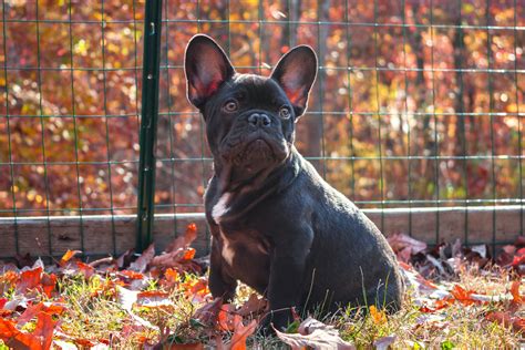 7 Signs That Your French Bulldog Is Depressed Frenchie Shop