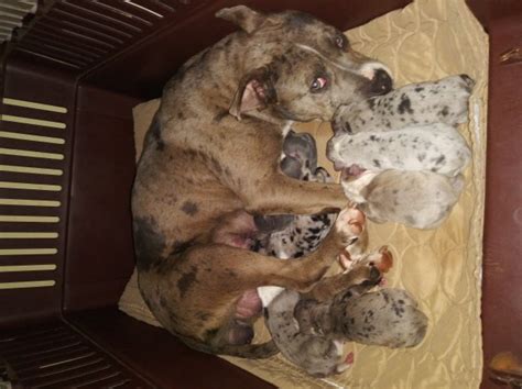 We decided to take our 100 lb female xxl pitbull/ american pitbull female bgks nya, (a 1st pick daughter of super producer 164 lb bgks big beauitful xl blue pitbull puppies for sale are here on this site!! American Pit Bull Terrier puppy dog for sale in Cleveland ...