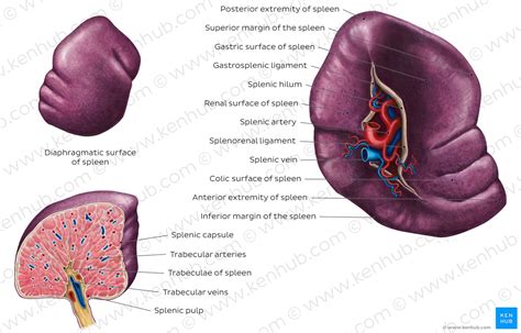Spleen Anatomy Location And Functions Kenhub