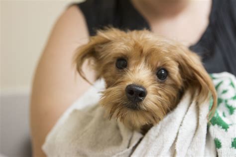 If you have questions about a dog or the adoption process, please contact us at info@whs4pets.org. Swamped Humane Society cuts off adoption requests for ...