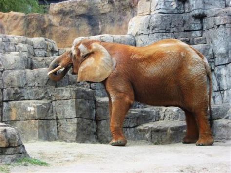 Greenville Zoo Sc On Tripadvisor Hours Address Other Reviews