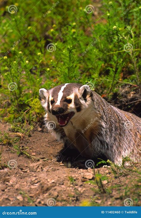 Snarling Badger At Den Stock Photo Image Of Animal Burrow 11402460