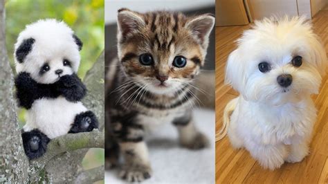 Discover The Cutest Cute Animal In The World That Will Make You Say Aww