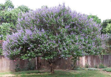 Photo Of The Entire Plant Of Chaste Tree Vitex Agnus Castus Posted By