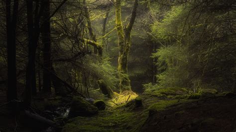 Download Wallpaper 2048x1152 Forest Fog Trees Branches Moss