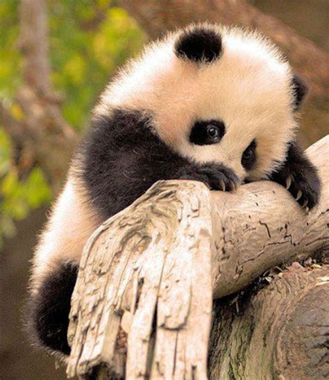 Baby Panda Animals Beautiful Cute Baby Animals Cute Animals