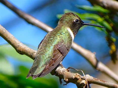 Hummingbird Species With Common Names Sizes Scientific Names And Photos