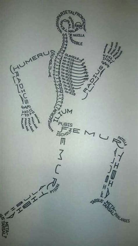 Human Skeleton In Words Medical Students Medical School Nursing