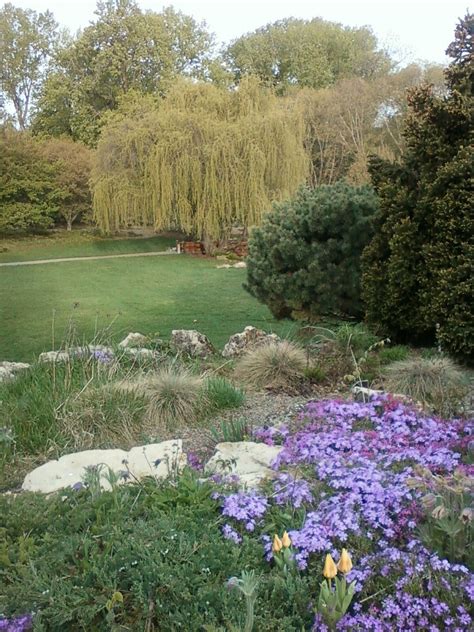 Also i will give you guys another tour of everything soon. Peace Garden Weeping Willow Purple Flowers | Spring 2010 ...