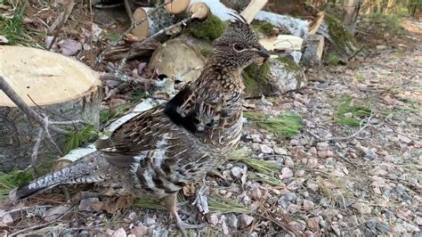 Our Ruffed Grouse Partridge Friend Youtube