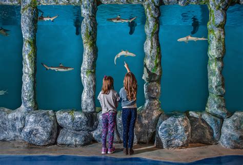 Oklahomas Newest Aquarium Blue Zoo Is Located Inside A Mall And Its