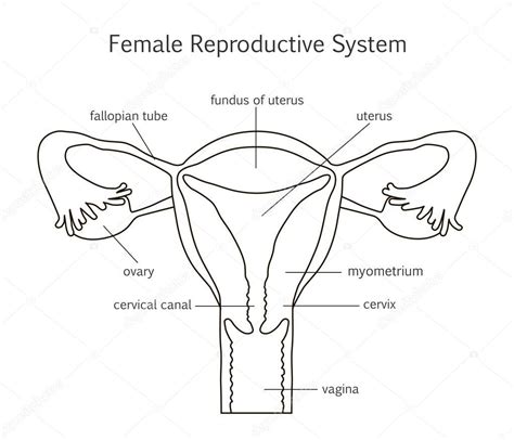 Aparato Reproductor Femenino Dibujo