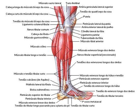 Sistema Muscular Perna Sistema Muscular Anatomia Da Perna Aula De