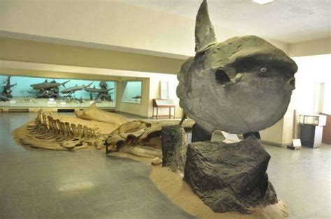 Museu De História Natural Reabre As Portas Rede Angola Notícias