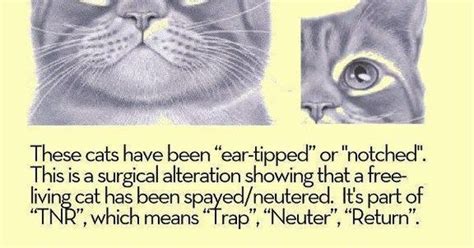 With this said, there's often a little confusion between ear furnishings and ear tufts both of which are terms that describe the hair found in and around a cat's ears. Feral cat ear tipping- Don't like the clipping of cats ...