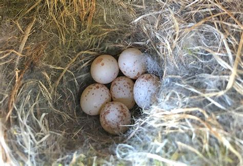 Carolina Chickadee Nest And Eggs Avian Report