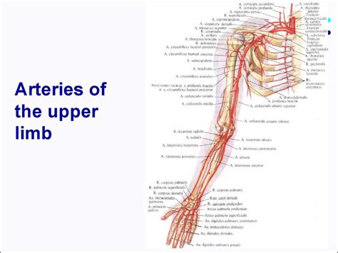 Major Arteries And Veins