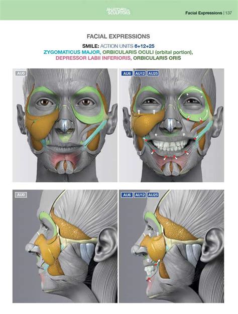 Anatomy Of Facial Expression Pdf E Book By Anatomy For Sculptors®
