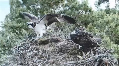 First Osprey Of The Season Takes Flight At Perthshire Reserve Bbc News