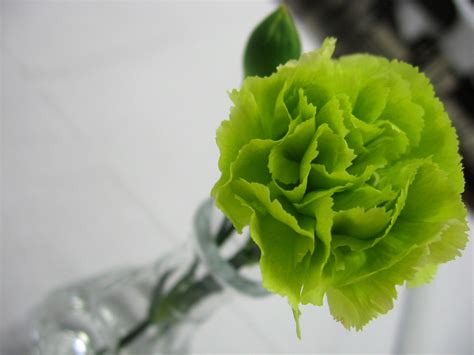 Filegreen Carnation
