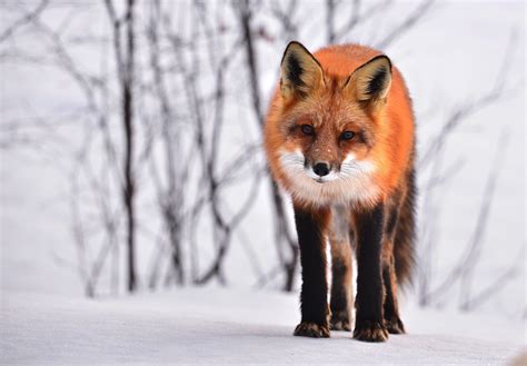 Beautiful fox wallpapers for iphone, android and desktop. Fox Wallpapers