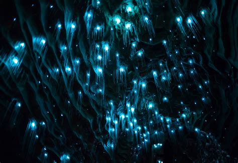 The Bioluminescent Glow Worm Arachnocampa Luminosa