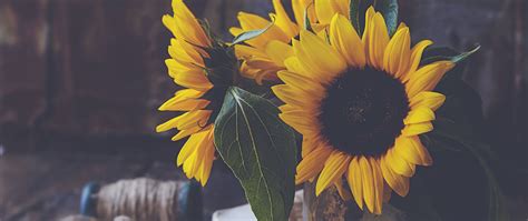 Download Wallpaper 2560x1080 Sunflowers Flowers Petals Vase Yellow